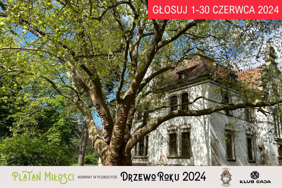 Platan Miłości wiosną na tle pałacu w Targoszynie