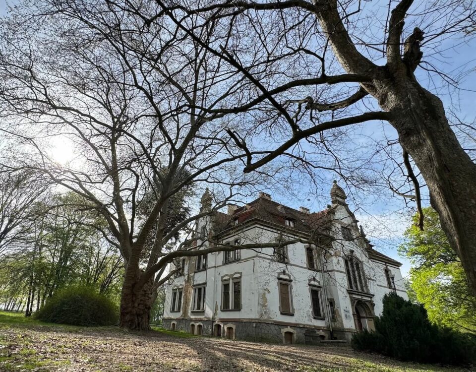 pałac w Targoszynie wiosną widok na pałac i Platan Miłości