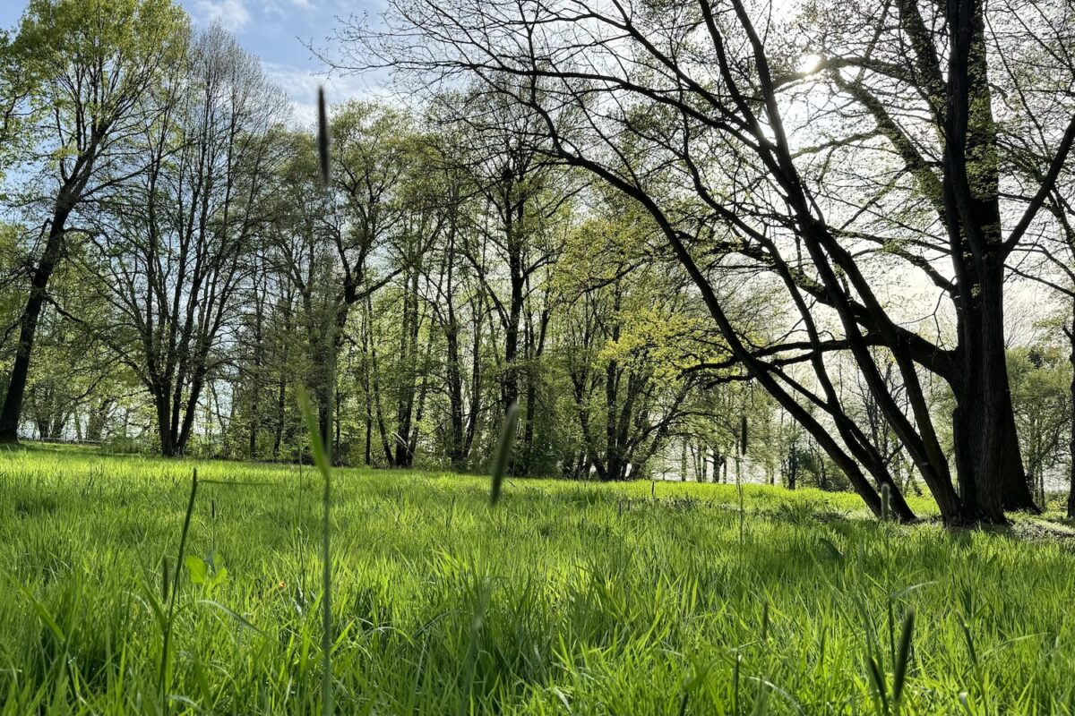 właściwości lecznicze drzew park i łąka w targoszynie